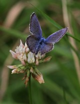 Ljungblåvinge (Plebejus argus)