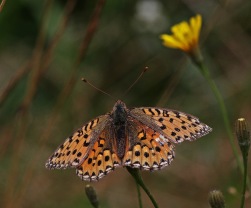 Prydlig pärlemorfjäril (Boloria euphrosyne)