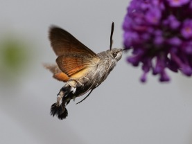 Större dagsvärmare (Macroglossum stellatarum)