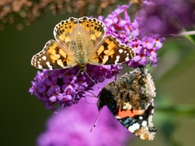 Tistelfjäril (Vanessa cardui) 