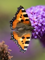 Nässelfjäril (Aglais urticae)