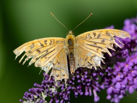Silverstreckad pärlemorfjäril (Argynnis paphia)