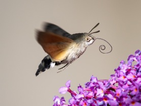 Större dagsvärmare (Macroglossum stellatarum)