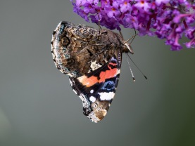 Amiral (Vanessa atalanta)