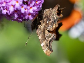 Vinbärsfuks (Polygonia c-album)