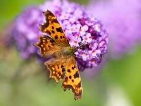 Vinbärsfuks (Polygonia c-album)