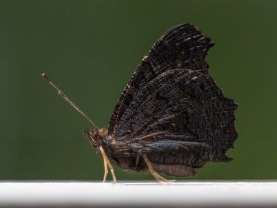 Påfågelöga (Aglais io)