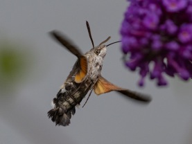 Större dagsvärmare (Macroglossum stellatarum)