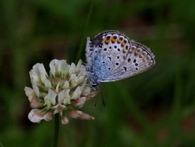 Ljungblåvinge (Plebejus argus)