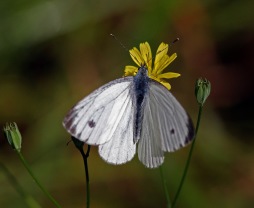 Kålfjäril (Pieris brassicae) 