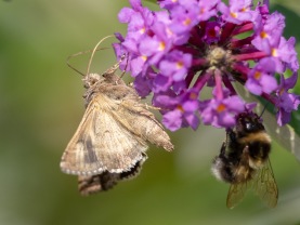 Gammafly (Autographa gamma)