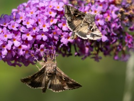 Gammafly (Autographa gamma)