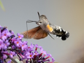 Större dagsvärmare (Macroglossum stellatarum)