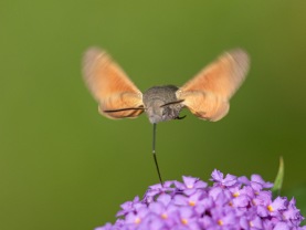 Större dagsvärmare (Macroglossum stellatarum)