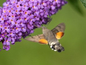 Större dagsvärmare (Macroglossum stellatarum)