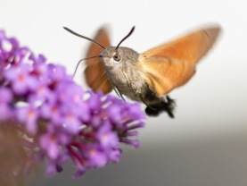 Större dagsvärmare (Macroglossum stellatarum)