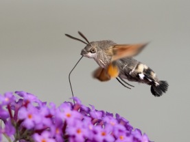 Större dagsvärmare (Macroglossum stellatarum)