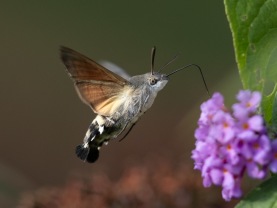 Större dagsvärmare (Macroglossum stellatarum)