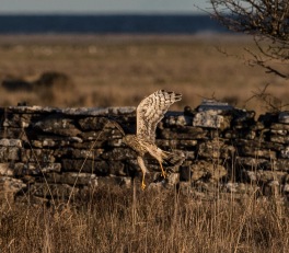 Blå kärrhök (Circus cyaneus) med en Talgoxe (Parus major) i vänster klo  29 okt 2016 Ottenby