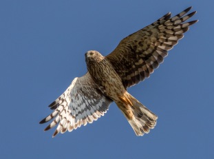 Blå kärrhök (Circus cyaneus)  19 sept 2015 Ottenby