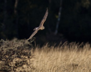 Blå kärrhök (Circus cyaneus) juv 26 sept 2015 Ottenby