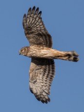 Blå kärrhök (Circus cyaneus)  ad 24 okt 2018 Ottenby