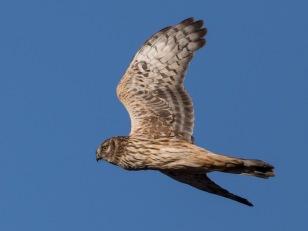 Blå kärrhök (Circus cyaneus)  ad 24 okt 2018 Ottenby