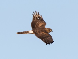 Blå kärrhök (Circus cyaneus)  juv 26 sept 2015  Ottenby