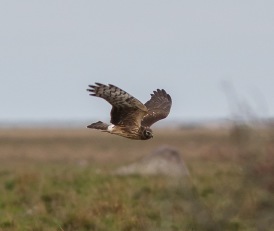 Blå kärrhök (Circus cyaneus)  juv 18 okt 2014 Ottenby