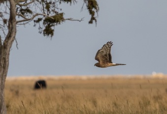Blå kärrhök (Circus cyaneus)  ad ♀ 11 okt 2015 Ottenby