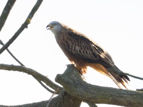 Röd glada (Milvus milvus) Ottenby 2 okt 2025