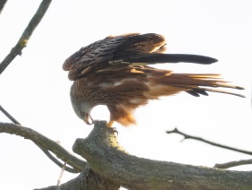 Röd glada (Milvus milvus) Ottenby 2 okt 2025