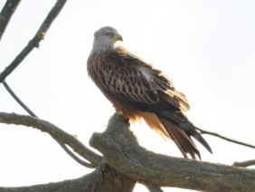 Röd glada (Milvus milvus) Ottenby 2 okt 2025