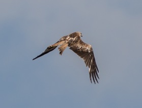  Röd glada (Milvus milvus) Stora Bötet 7 juni 2015