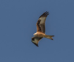  Röd glada (Milvus milvus) Falsterbo 8 sept 2016