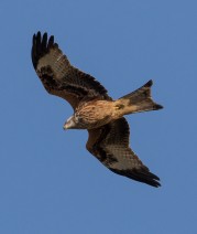  Röd glada (Milvus milvus) Ottenby 29 okt 2016