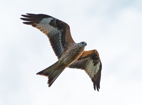 Röd glada (Milvus milvus) Ottenby 30 sept 2013