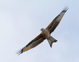 Röd glada (Milvus milvus) Ottenby 30 sept 2013
