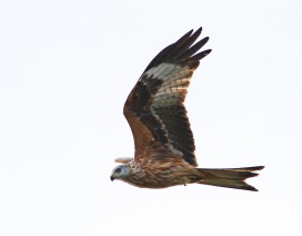 Röd glada (Milvus milvus) Ottenby 30 sept 2013