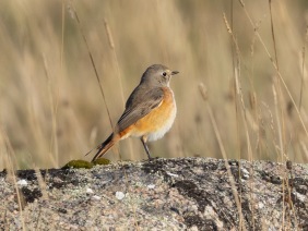 Rödstjärt (Phoenicurus phoenicurus) 2K ♂ Öland 1 okt 2025