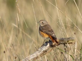 Rödstjärt (Phoenicurus phoenicurus) 2K ♂ Öland 1 okt 2025