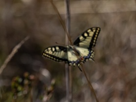 Makaonfjäril (Papilio machaon)