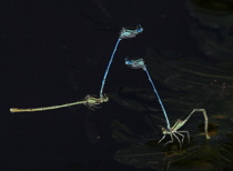 Flodflicksländor (Platycnemis pennipes) under äggläggning