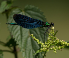 Blå jungfruslända (Calopteryx virgo) ♂