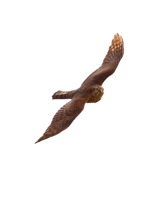 Sparvhök (Accipiter nisus)  28 sept  2014 Ottenby