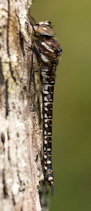 Gungflymosaikslända (Aeshna subartica) ♀