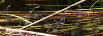 Flodflicksländor (Platycnemis pennipes) under äggläggning