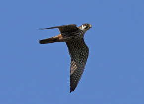 Lärkfalk (Falco subbuteo) hanne. Något mindre och slankare än honan