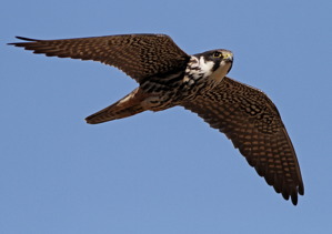Lärkfalk (Falco subbuteo)