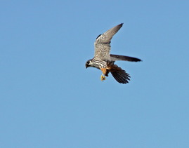Lärkfalk (Falco subbuteo)